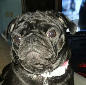 Meet your Posher, Jamie